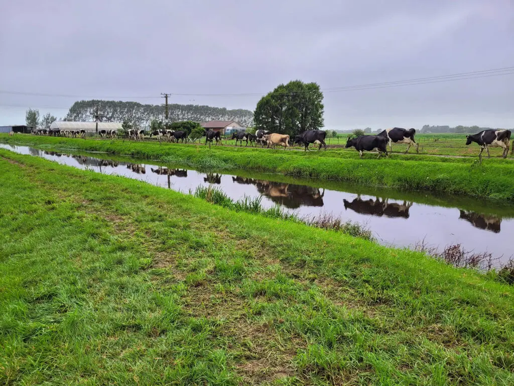 Slurry Tanker: Emily's Secret to a Thriving Dairy Farm 1 cows walkin along the run to be milked