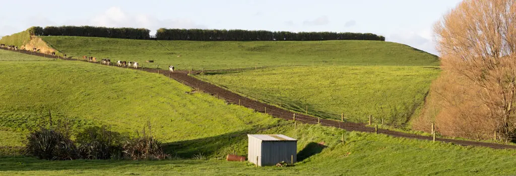 5 Contingency Measures to Winter-Proof your Farm 11 Nevada Blog Hero Dairy Farm cows walking along run