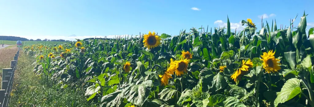 Is Effluent a Good Fertiliser for Growing Maize? 8 Maise crop with sunflowers in south taranaki NZ