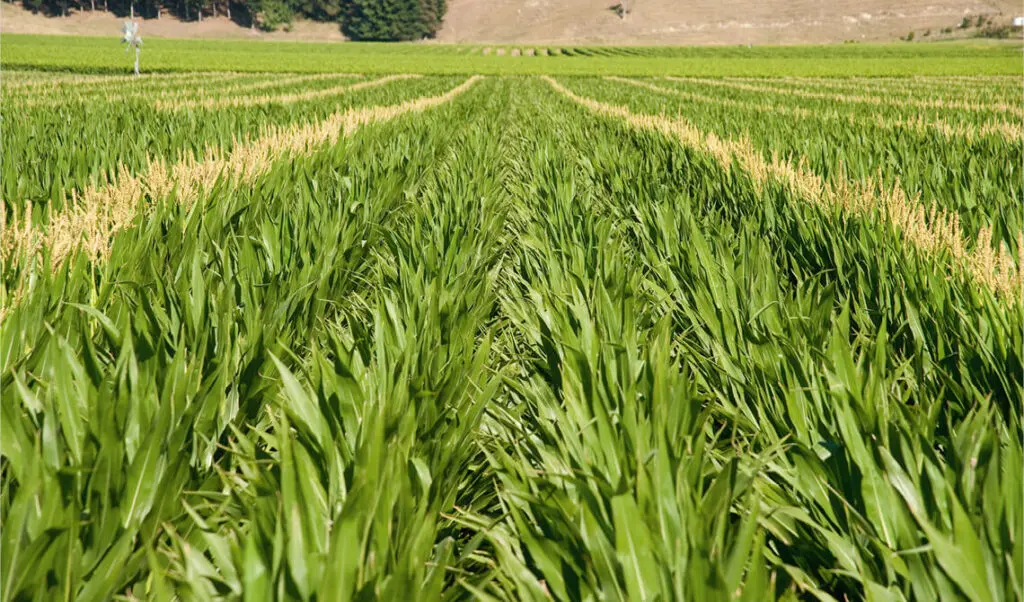 Is Effluent a Good Fertiliser for Growing Maize? 1 Nevada maise crop