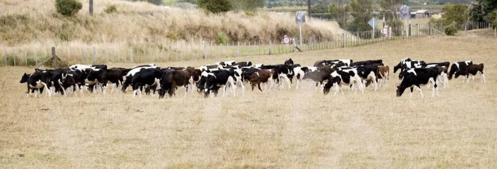 Benefits of Spreading Effluent in a Dry Summer 6 Benefits of Spreading Effluent in a Dry Summer
