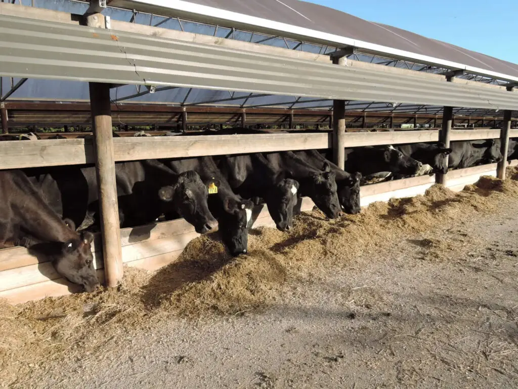 What is the Best Way to Manage Effluent from a Slatted Floor Cow Barn? 2
Nevada cows feeding slatted floor barn.jpg
