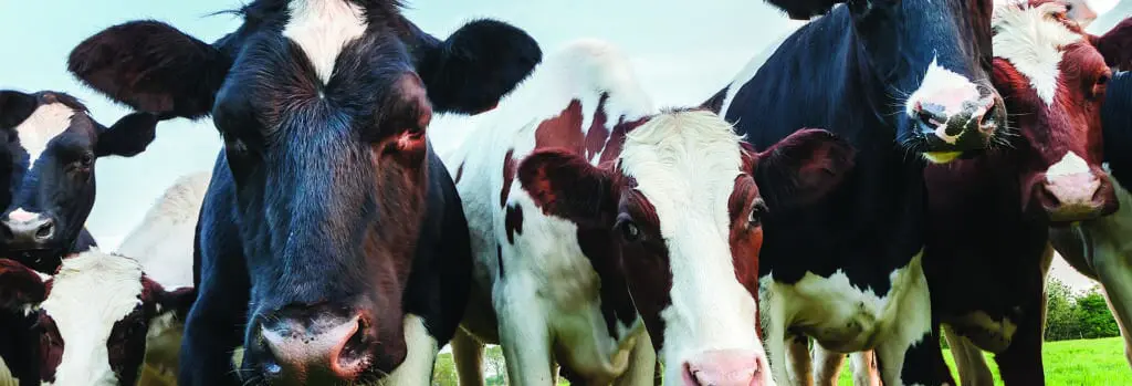 Here's a Proven Way to Increase Profit on your Dairy Farm 5 herd of curious cows
