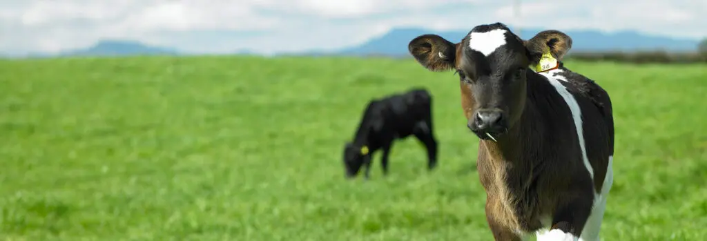 Can I Spread Effluent over Calving Paddocks? 9 Calf in paddock