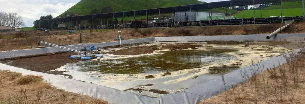 Chap's Pond Was Too Thick To Stir! 8 Chaps Pond with a Nevada Electric Stirrer