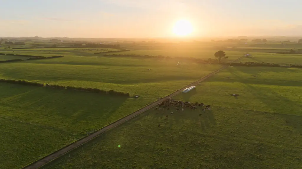 Benefits of Spreading Effluent in a Dry Summer 1 Drone shot of Trevor McCallums Farm at sunrise in South Taranaki NZ