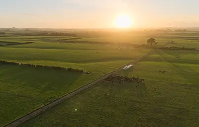 New Zealand Dairy Farm, Taranaki