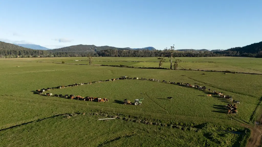 What do a Slurry Tanker and Robotics have in Common? 2 Fleckvieh cows feeding on sileage On Farm in Tasmania, Australia