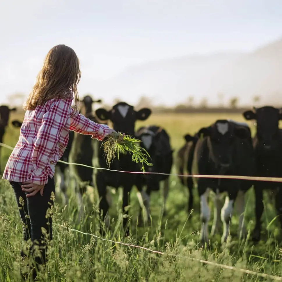 Girl feeding dairy cows