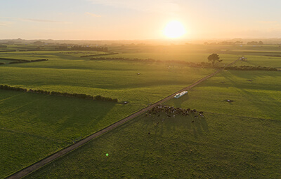 New Zealand Dairy Farm, Taranaki