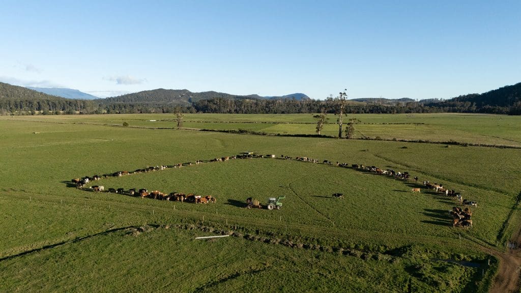 Fleckvieh cows feeding on sileage On Farm in Tasmania, Australia