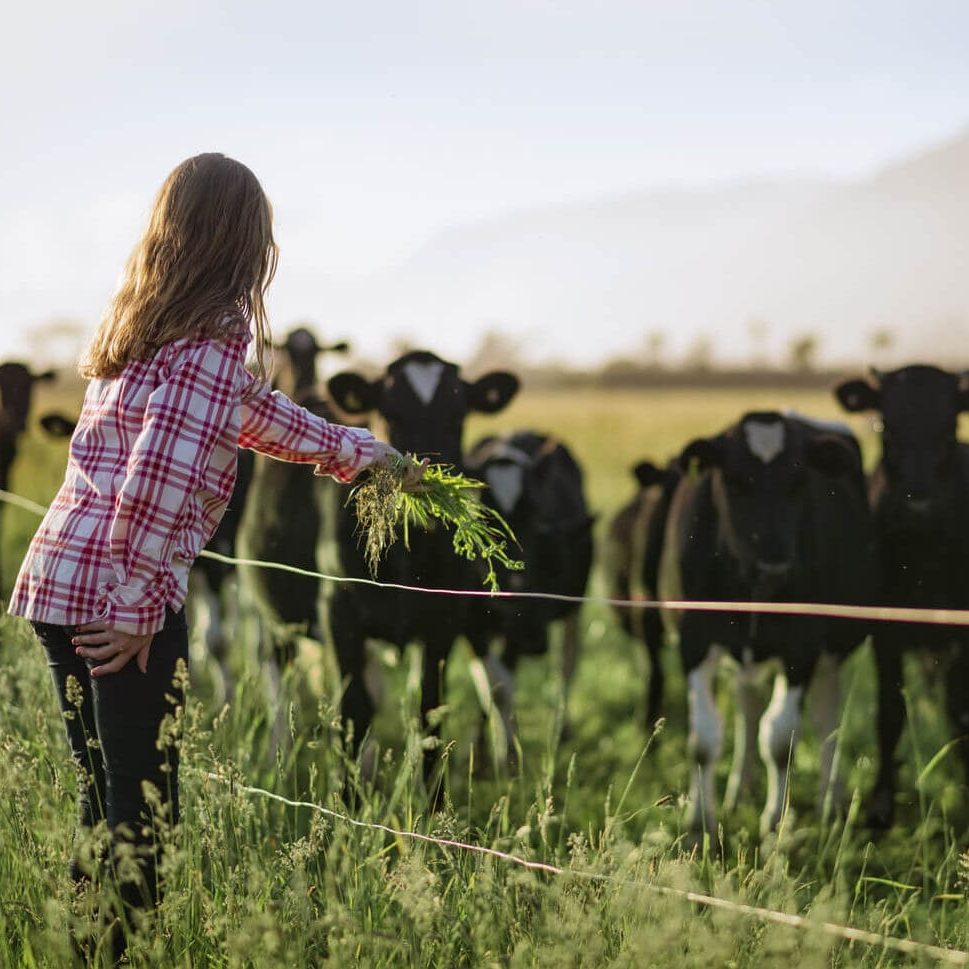 Effluent Ponds and Storage - What Size do I Need? 3 Girl feeding dairy cows