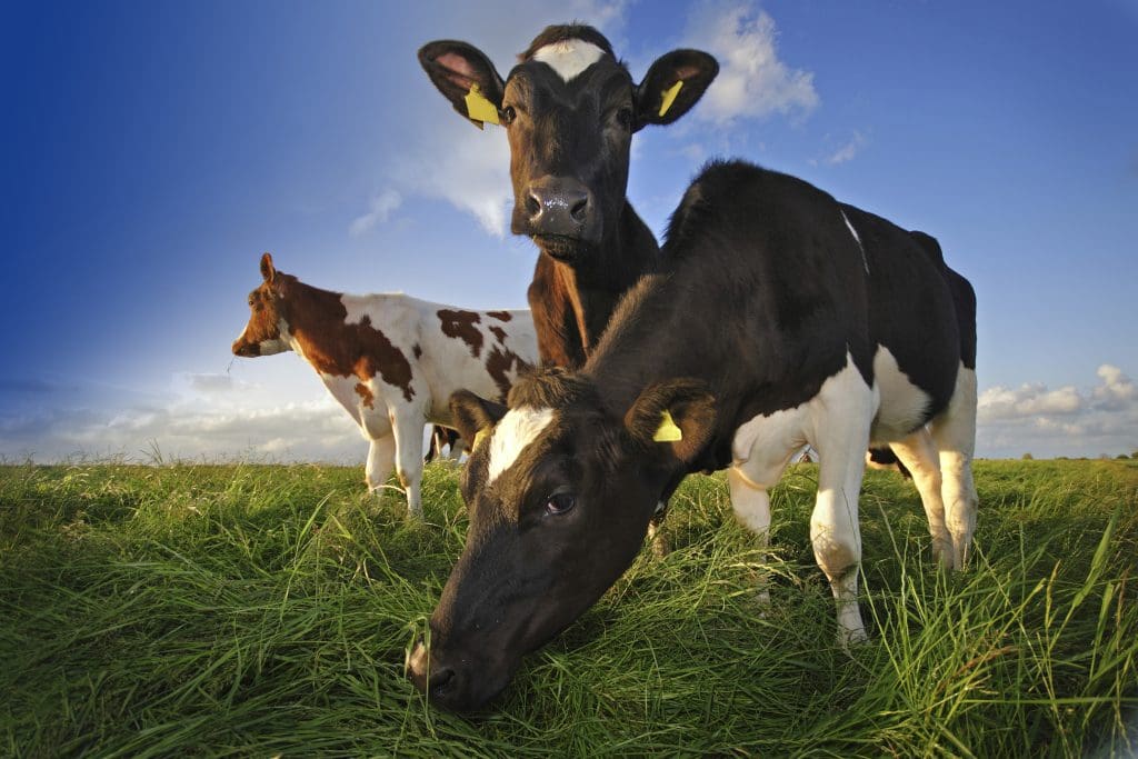 New Zealand Dairy Cows in paddock 